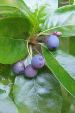 Black Gum Tupelo Tree (Nyssa Sylvatica) - 3 Gallon Pot 16 Black Gum Tupelo Tree (Nyssa Sylvatica) - 3 Gallon Pot -Wilson Bros Gardens nyssa sylvatica black gum tupelo tree fruit 1