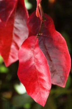 Black Gum Tupelo Tree (Nyssa Sylvatica) - 1 Gallon Pot 17 Black Gum Tupelo Tree (Nyssa Sylvatica) - 1 Gallon Pot -Wilson Bros Gardens nyssa sylvatica black gum tupelo tree leaf 2