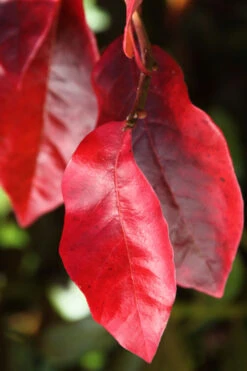 Black Gum Tupelo Tree (Nyssa Sylvatica) - 3 Gallon Pot 17 Black Gum Tupelo Tree (Nyssa Sylvatica) - 3 Gallon Pot -Wilson Bros Gardens nyssa sylvatica black gum tupelo tree leaf 3