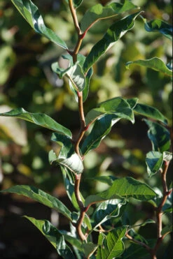 Zydeco Twist Black Gum Tree - 3 Gallon Pot (5-6’) 12 Zydeco Twist Black Gum Tree - 3 Gallon Pot (5-6’) -Wilson Bros Gardens nyssa sylvatica zydeco twist black gum tupelo tree 3