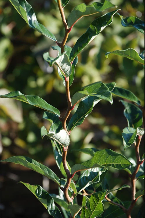 Zydeco Twist Black Gum Tree - 3 Gallon Pot (5-6’) 5 Zydeco Twist Black Gum Tree - 3 Gallon Pot (5-6’) - Image 5