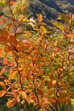 Zydeco Twist Black Gum Tree - 3 Gallon Pot (5-6’) 14 Zydeco Twist Black Gum Tree - 3 Gallon Pot (5-6’) -Wilson Bros Gardens nyssa sylvatica zydeco twist black gum tupelo tree 4