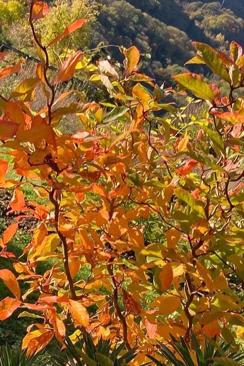 Zydeco Twist Black Gum Tree - 3 Gallon Pot (5-6’) 7 Zydeco Twist Black Gum Tree - 3 Gallon Pot (5-6’) - Image 7