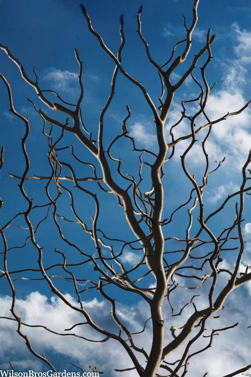 Zydeco Twist Black Gum Tree - 3 Gallon Pot (5-6’) 1 Zydeco Twist Black Gum Tree - 3 Gallon Pot (5-6’)