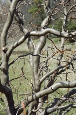 Zydeco Twist Black Gum Tree - 3 Gallon Pot (5-6’) 11 Zydeco Twist Black Gum Tree - 3 Gallon Pot (5-6’) -Wilson Bros Gardens nyssa sylvatica zydeco twist black gum tupelo tree 6