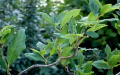 Zydeco Twist Black Gum Tree - 3 Gallon Pot (5-6’) 15 Zydeco Twist Black Gum Tree - 3 Gallon Pot (5-6’) -Wilson Bros Gardens nyssa sylvatica zydeco twist black gum tupelo tree 8