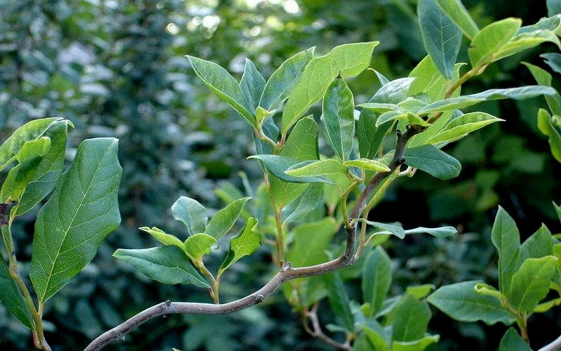 Zydeco Twist Black Gum Tree - 3 Gallon Pot (5-6’) 8 Zydeco Twist Black Gum Tree - 3 Gallon Pot (5-6’) - Image 8