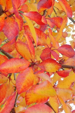 Zydeco Twist Black Gum Tree - 3 Gallon Pot (5-6’) 13 Zydeco Twist Black Gum Tree - 3 Gallon Pot (5-6’) -Wilson Bros Gardens nyssa sylvatica zydeco twist black gum tupelo tree 9