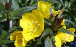 Fireworks Sundrops (Oenothera Fruticosa) - 1 Gallon Pot -Wilson Bros Gardens oenothera fruticosa fireworks sundrops 12