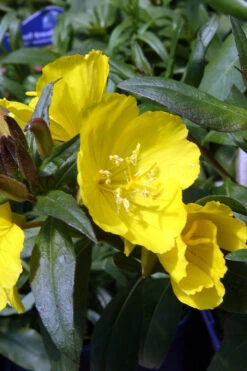 Fireworks Sundrops (Oenothera Fruticosa) - 1 Gallon Pot -Wilson Bros Gardens oenothera fruticosa fireworks sundrops 13