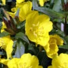 Fireworks Sundrops (Oenothera Fruticosa) - 1 Gallon Pot