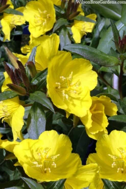 Fireworks Sundrops (Oenothera Fruticosa) - 1 Gallon Pot