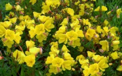 Fireworks Sundrops (Oenothera Fruticosa) - 1 Gallon Pot -Wilson Bros Gardens oenothera fruticosa fireworks sundrops 16