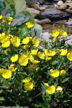 Fireworks Sundrops (Oenothera Fruticosa) - 1 Gallon Pot -Wilson Bros Gardens oenothera fruticosa fireworks sundrops 18