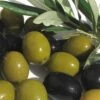 Arbequina Olive Tree - 7 Gallon Pot (7-8')