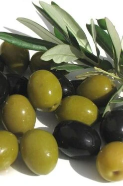 Arbequina Olive Tree - 7 Gallon Pot (7-8')