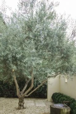 Arbequina Olive Tree - 3 Gallon Pot 9 Arbequina Olive Tree - 3 Gallon Pot -Wilson Bros Gardens olive tree arbequina 4 1