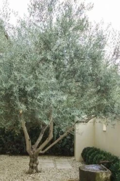 Arbequina Olive Tree - 7 Gallon Pot (6-7') 9 Arbequina Olive Tree - 7 Gallon Pot (6-7') -Wilson Bros Gardens olive tree arbequina 4 3