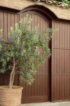Arbequina Olive Tree - 7 Gallon Pot (7-8') -Wilson Bros Gardens olive tree arbequina 6 10