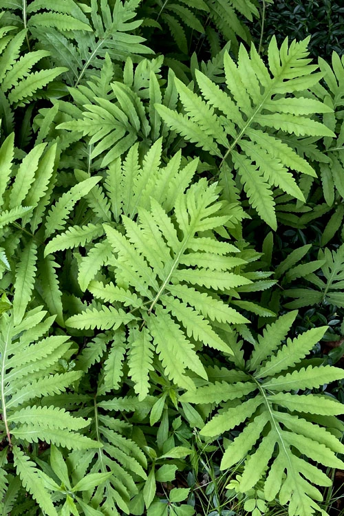 Sensitive Fern (Onoclea Sensibilis) - 1 Gallon Pot 5 Sensitive Fern (Onoclea Sensibilis) - 1 Gallon Pot - Image 5