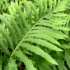 Sensitive Fern (Onoclea Sensibilis) - 1 Gallon Pot