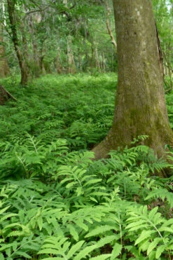 Sensitive Fern (Onoclea Sensibilis) - 1 Gallon Pot 12 Sensitive Fern (Onoclea Sensibilis) - 1 Gallon Pot -Wilson Bros Gardens onoclea sensibilis sensitive fern 15