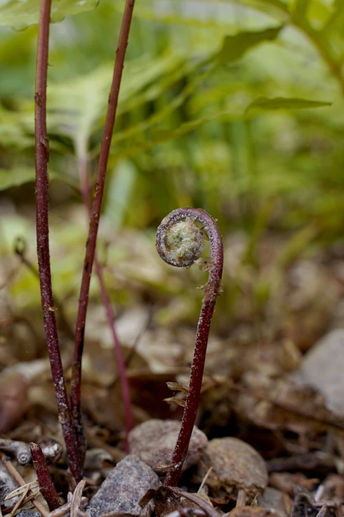 Sensitive Fern (Onoclea Sensibilis) - 1 Gallon Pot 9 Sensitive Fern (Onoclea Sensibilis) - 1 Gallon Pot - Image 9