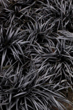 Dwarf Black Mondo Grass - 5 Pack Of Quart Pots