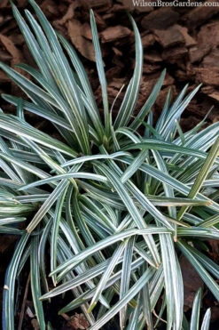 Silver Stripe Dwarf Mondo Grass - 18 Pack Of Pint Pots -Wilson Bros Gardens ophiopogon japonicus nana variegata dwarf mondo grass 1