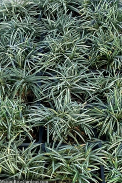 Silver Stripe Dwarf Mondo Grass - 18 Pack Of Pint Pots -Wilson Bros Gardens ophiopogon japonicus nana variegata dwarf mondo grass 2
