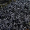 Black Beard Black Mondo Grass - Ophiopogon Planiscapus - 1 Gallon Pot