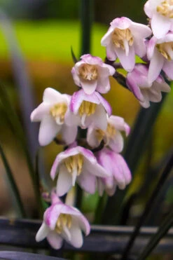 Black Beard Black Mondo Grass - Ophiopogon Planiscapus - 1 Gallon Pot 8 Black Beard Black Mondo Grass - Ophiopogon Planiscapus - 1 Gallon Pot -Wilson Bros Gardens ophiopogon planiscapus black beard black mondo grass 3 1