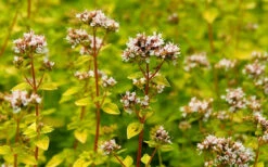 Golden Oregano - 5 Pack Of Pint Pots -Wilson Bros Gardens oregano golden 2