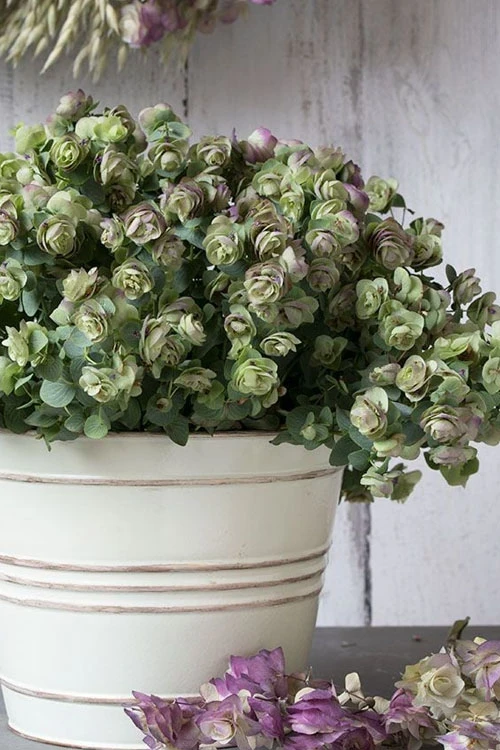 Kent Beauty Oregano - 6 Pack Of 1 Gallon Pos 8 Kent Beauty Oregano - 6 Pack Of 1 Gallon Pos - Image 8