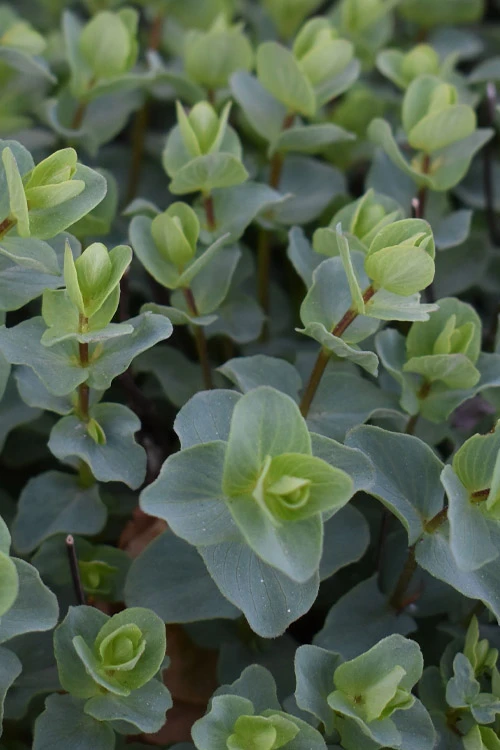 Kent Beauty Oregano - 6 Pack Of 1 Gallon Pos 5 Kent Beauty Oregano - 6 Pack Of 1 Gallon Pos - Image 5