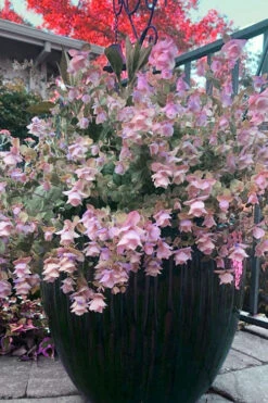 Kent Beauty Oregano - 6 Pack Of 1 Gallon Pos 15 Kent Beauty Oregano - 6 Pack Of 1 Gallon Pos -Wilson Bros Gardens origanum rotundifolium kent beauty 26