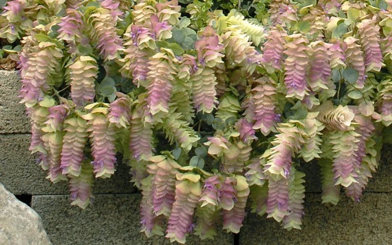 Kent Beauty Oregano - 6 Pack Of 1 Gallon Pos 4 Kent Beauty Oregano - 6 Pack Of 1 Gallon Pos - Image 4