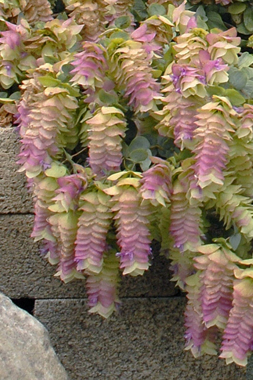 Kent Beauty Oregano - 6 Pack Of 1 Gallon Pos 10 Kent Beauty Oregano - 6 Pack Of 1 Gallon Pos - Image 10