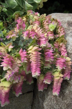 Kent Beauty Oregano - 6 Pack Of 1 Gallon Pos