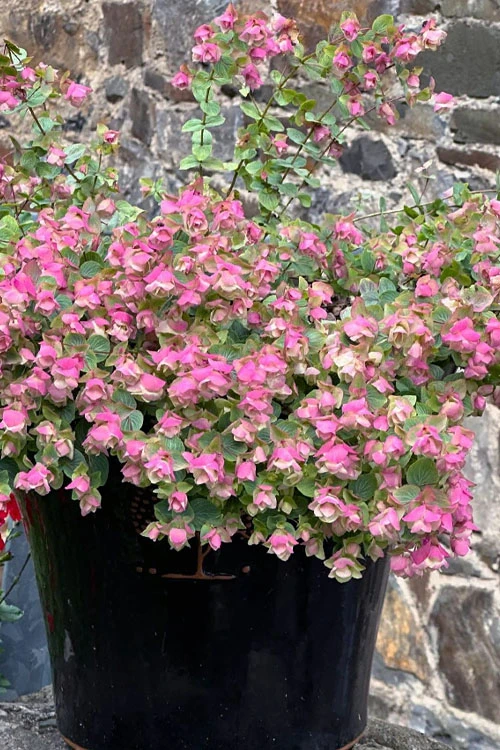 Kent Beauty Oregano - 6 Pack Of 1 Gallon Pos 9 Kent Beauty Oregano - 6 Pack Of 1 Gallon Pos - Image 9