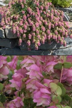 Kent Beauty Oregano - 6 Pack Of 1 Gallon Pos 16 Kent Beauty Oregano - 6 Pack Of 1 Gallon Pos -Wilson Bros Gardens origanum rotundifolium kent beauty 6