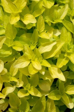 Golden Oregano - 5 Pack Of Pint Pots -Wilson Bros Gardens origanum vulgare aurea golden oregano 10