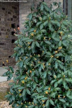 Jim Porter Sweet Toothed Tea Olive - 3 Gallon Pot -Wilson Bros Gardens osmanthus armatus jim porter tea olive 1