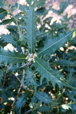 Jim Porter Sweet Toothed Tea Olive - 3 Gallon Pot -Wilson Bros Gardens osmanthus armatus jim porter tea olive 4