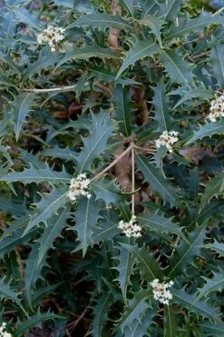 Jim Porter Sweet Toothed Tea Olive - 3 Gallon Pot