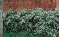 Delavay Tea Olive (Osmanthus Delavayi) - 2 Gallon Pot -Wilson Bros Gardens osmanthus delavayi delavay tea olive 1 2