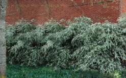 Delavay Tea Olive (Osmanthus Delavayi)- 3 Gallon Pot -Wilson Bros Gardens osmanthus delavayi delavay tea olive 1