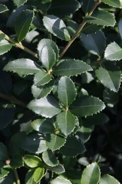 Delavay Tea Olive (Osmanthus Delavayi) - 2 Gallon Pot -Wilson Bros Gardens osmanthus delavayi delavay tea olive 10 2