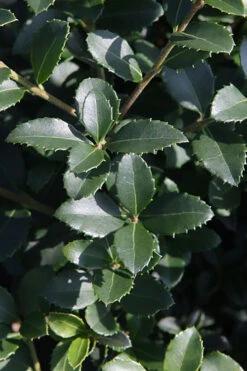 Delavay Tea Olive (Osmanthus Delavayi)- 3 Gallon Pot -Wilson Bros Gardens osmanthus delavayi delavay tea olive 10