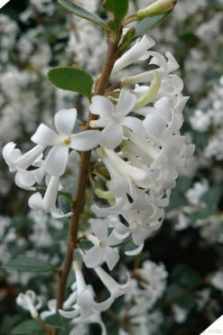 Delavay Tea Olive (Osmanthus Delavayi)- 3 Gallon Pot -Wilson Bros Gardens osmanthus delavayi delavay tea olive 2